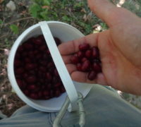 Kornelkirschen ernten und verarbeiten – Eimer und Karabiner