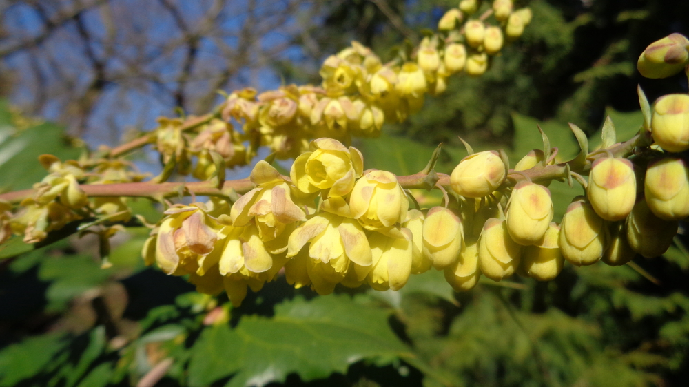 Mahonienblüte
