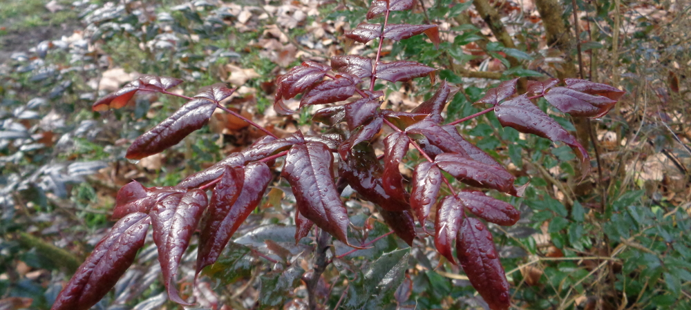 Mahonie bestimmen – Herbstfärbung