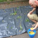 Kleines ABC der Erntehilfen – Mirabellen ernten und entsteinen