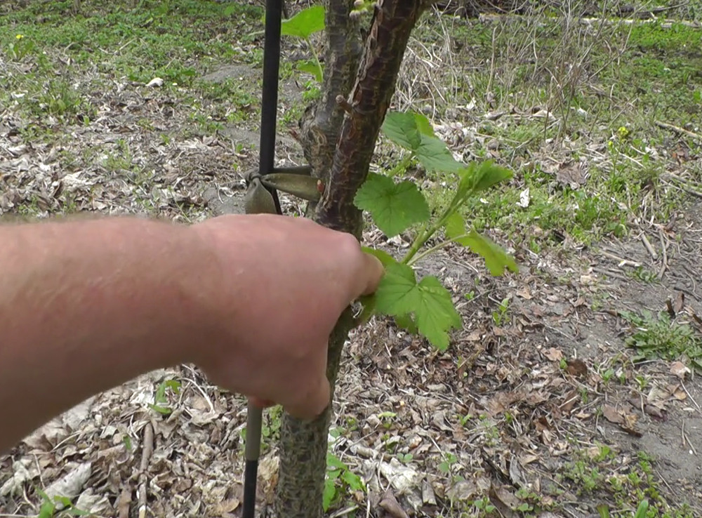 Obstrundgang im Mai – Neuaustrieb am Stamm der schwarzen Johannisbeerpflanze entfernen