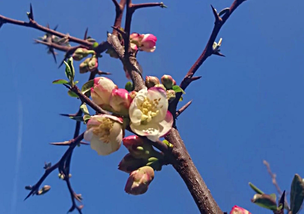 Obstrundgang im Mai – Zierquittenblüte