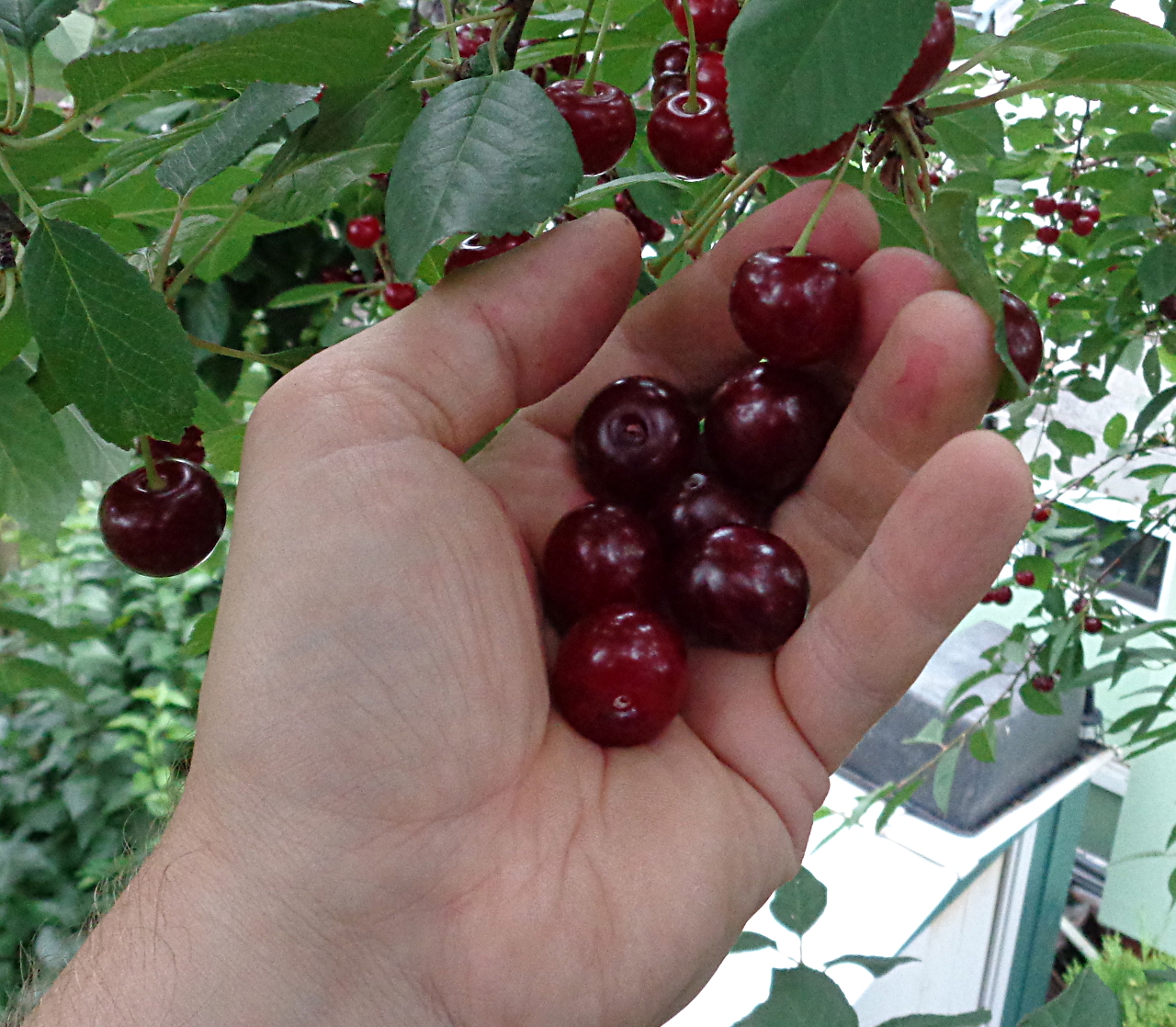 Sauerkirschen ernten und entkernen - 6 Früchte