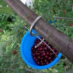 Kleines ABC der Erntehilfen - Sauerkirschen ernten und entkernen