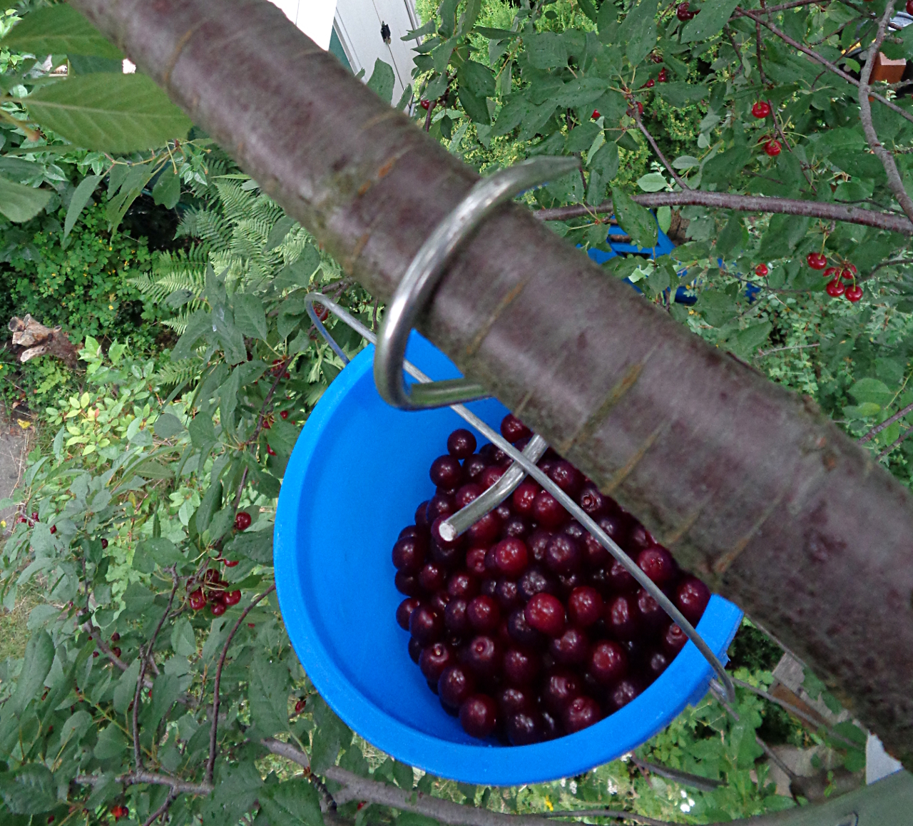 Sauerkirschen ernten und entkernen - Eimer am Haken