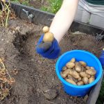 Aus der Gartenküche – Kartoffeln ernten und zu Pommes machen