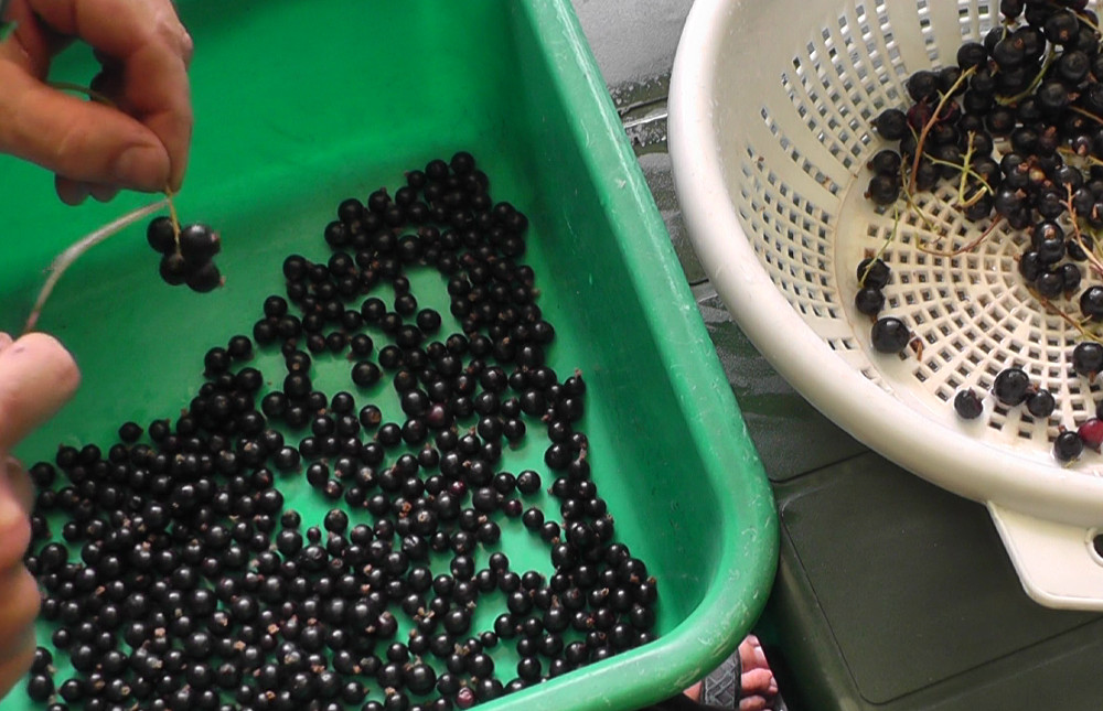 Schwarze Johannisbeere ernten und verarbeiten – Früchte verlesen