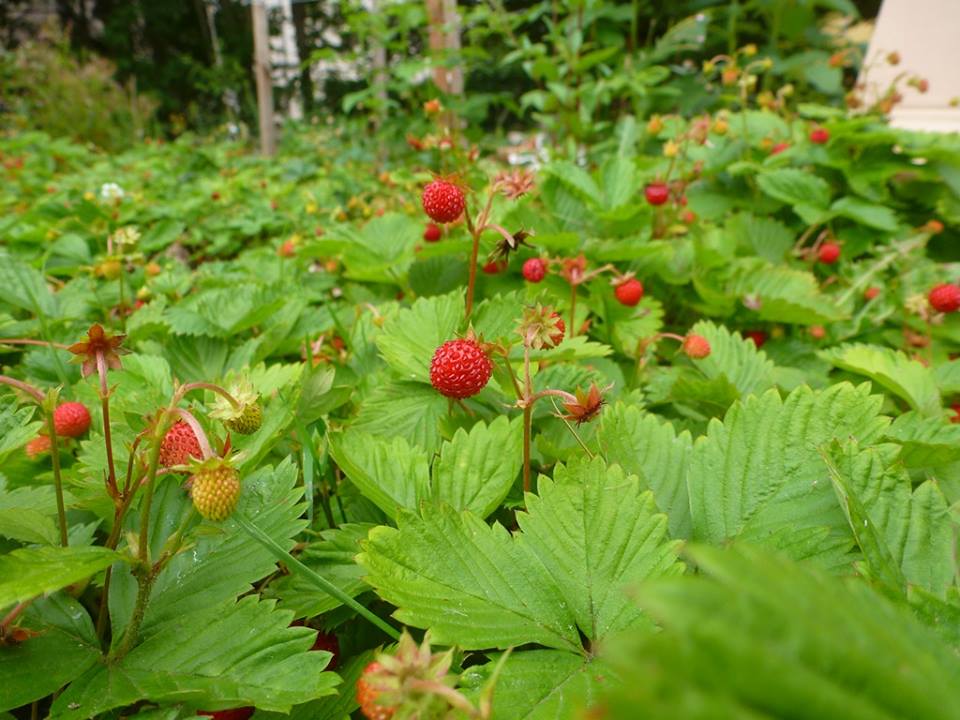 Schwarze Johannisbeere pflanzen - Verwilderte Erdbeere als Unterbepflanzung