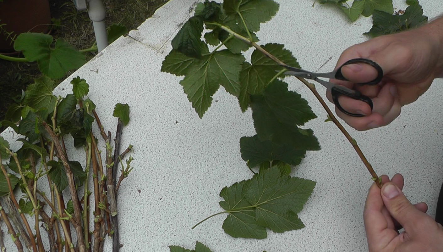 Schwarze Johannisbeeren durch Stecklinge vermehren – Blätter von den Stecklingen entfernen