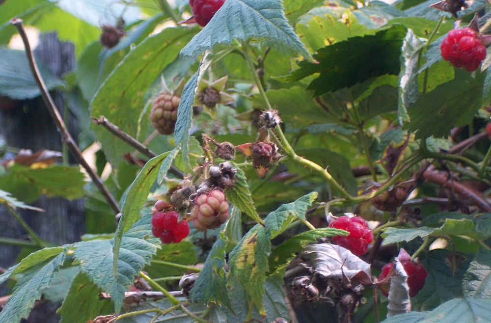 Sommerhimbeeren pflegen, ernten und verarbeiten – Miese Fruchtqualität am alten Spalier im Obstgarten