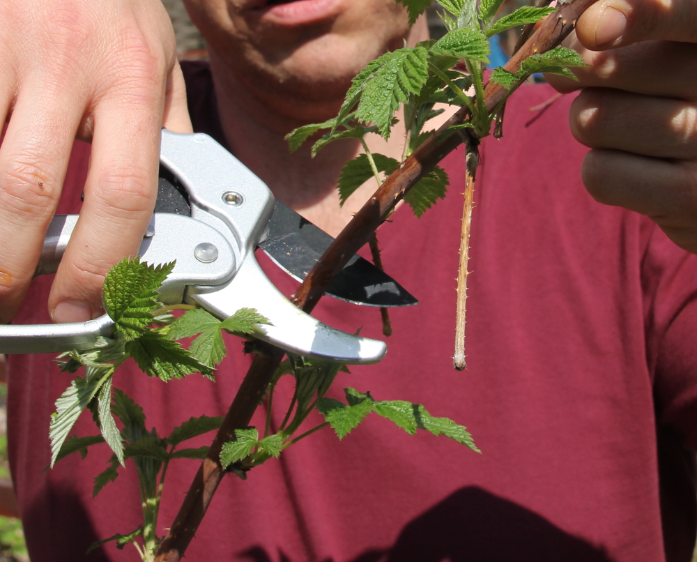 Sommerhimbeeren pflegen - Himbeerrute schneiden