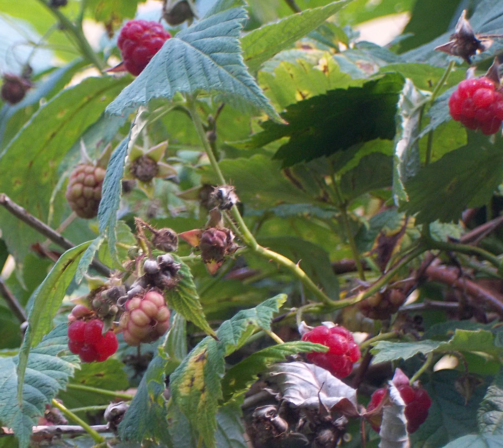 Sommerhimbeeren pflegen - Magere Fruchtqualität