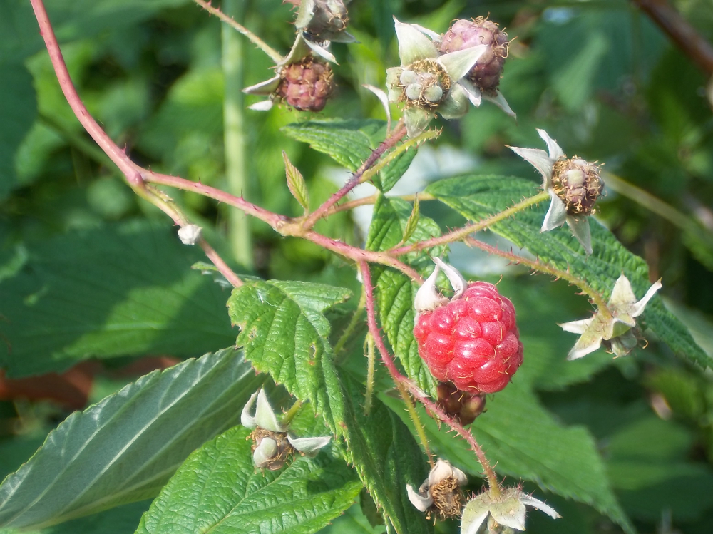 Sommerhimbeeren pflegen - Reife Himbeere