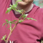Obstgehölze hegen und pflegen – Frühjahrspflege für Sommerhimbeeren