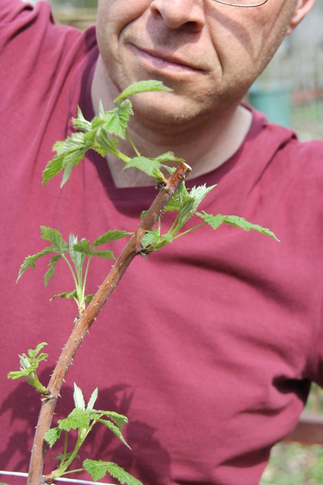 Sommerhimbeeren pflegen - Zuschnitt