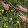 Obstgehölze hegen und pflegen – Spindelerziehung und Sommerpflege an einer schwarzen und einer weißen Johannisbeere
