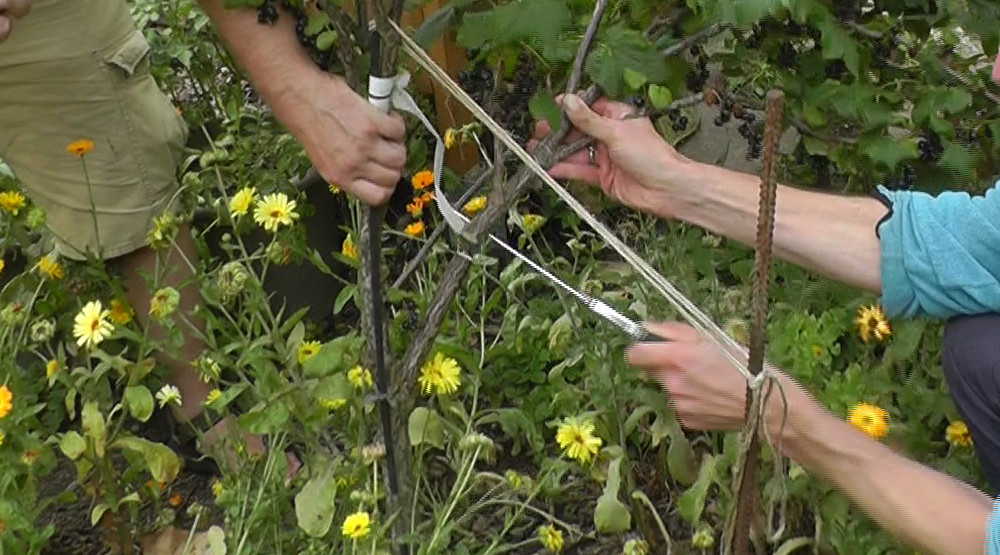 Sommerpflege an einer schwarzen Johannisbeere