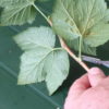 Obstgehölze hegen und pflegen – Sommerroutine an einer schwarzen Johannisbeere