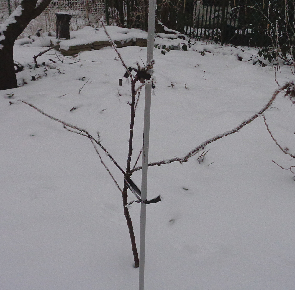 Weiße Johannisbeere zur Spindel umwandeln – Im Winter