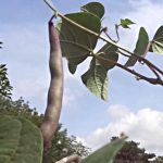 Kleines ABC der Erntehilfen – Stangenbohnen ernten, putzen und verputzen