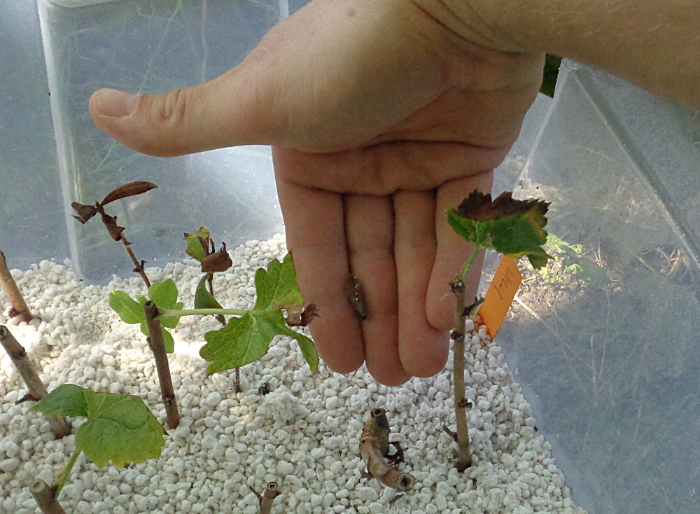 Stecklingsvermehrung in Kisten mit Perliten - Abgestorbene Pflanzenteile aussortieren