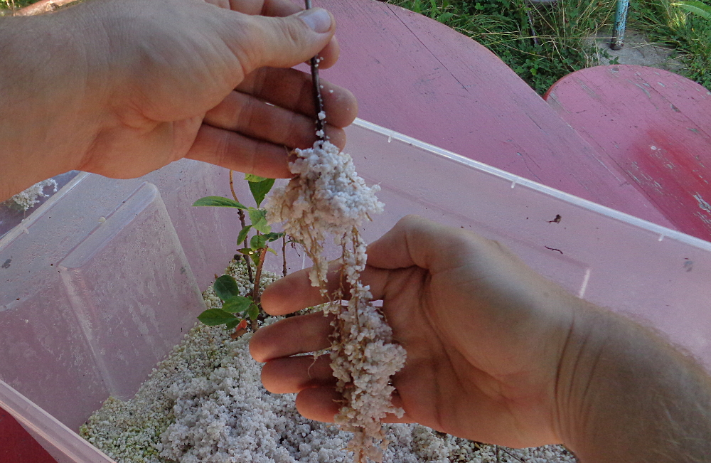Stecklingsvermehrung in Kisten mit Perliten - Frisch bewurzelte Pflanze