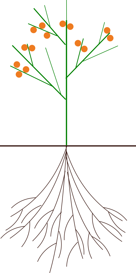 Aronia pflanzen – Vegetatives und generatives Wachstum