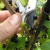 Verjuengung und Spindelerziehung an einer schwarzen Johannisbeere – Fruchttrieb abschneiden