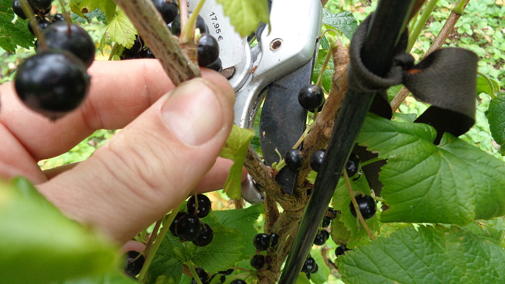 Verjüngung und Spindelerziehung an einer schwarzen Johannisbeere – Früchtetragenden Seitentrieb entfernen