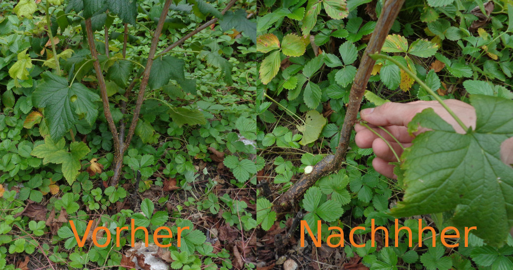 Verjüngung und Spindelerziehung an einer schwarzen Johannisbeere – Vorher Busch nachher Spindel