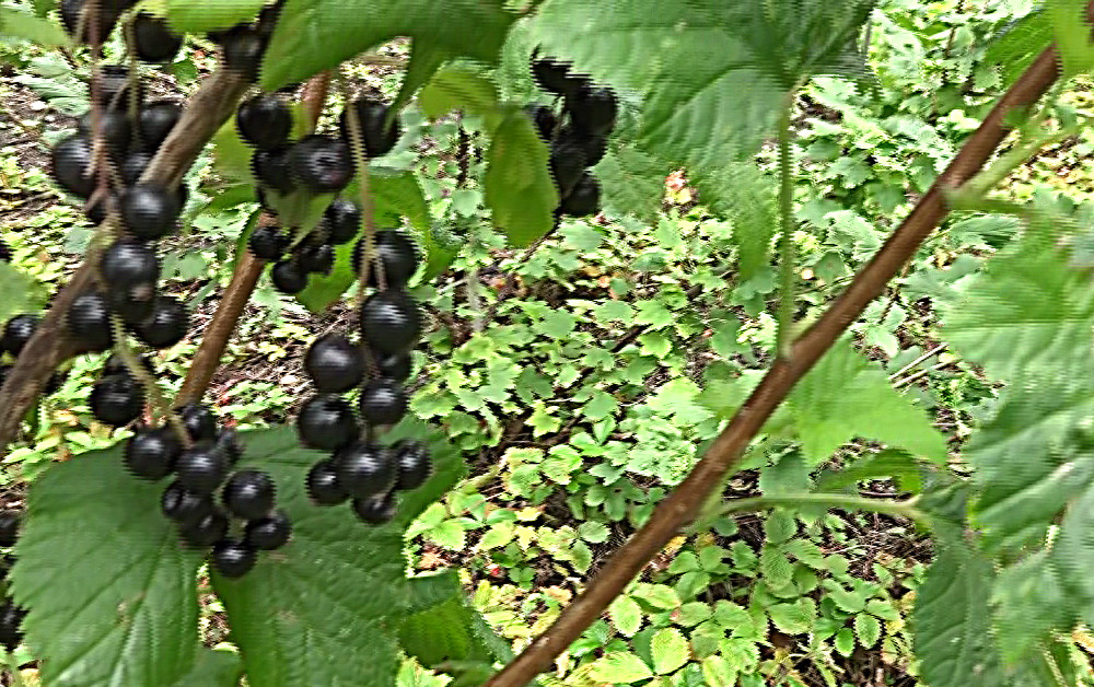 Verjüngung und Spindelerziehung an einer schwarzen Johannisbeere – Frischer und früchtetragender Seitentrieb