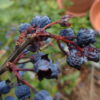 Kleines ABC der Erntehilfen – Vertrocknete Heidelbeeren retten und verarbeiten