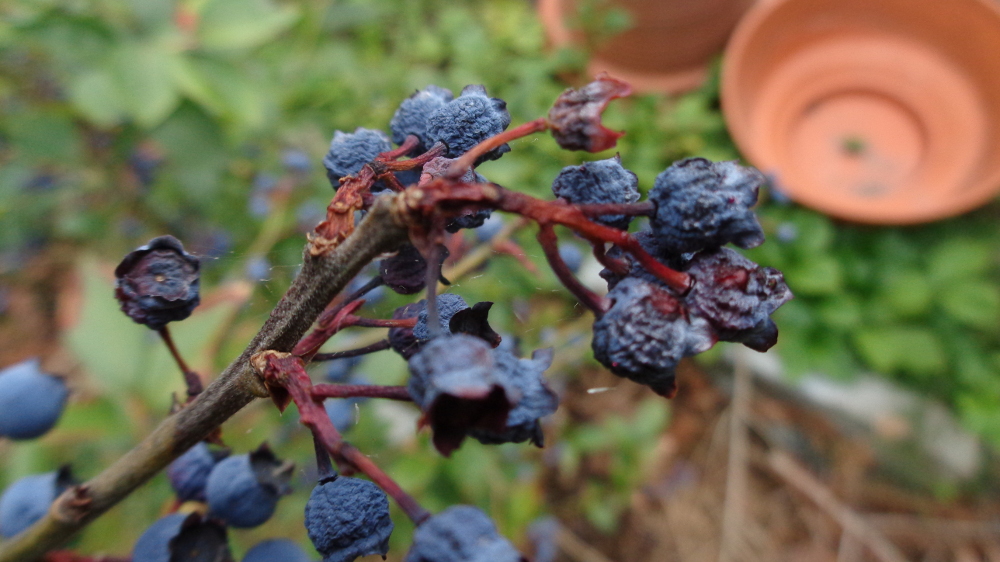 Vertrocknete Heidelbeeren retten und verarbeiten – Vertrocknete Früchte am Busch