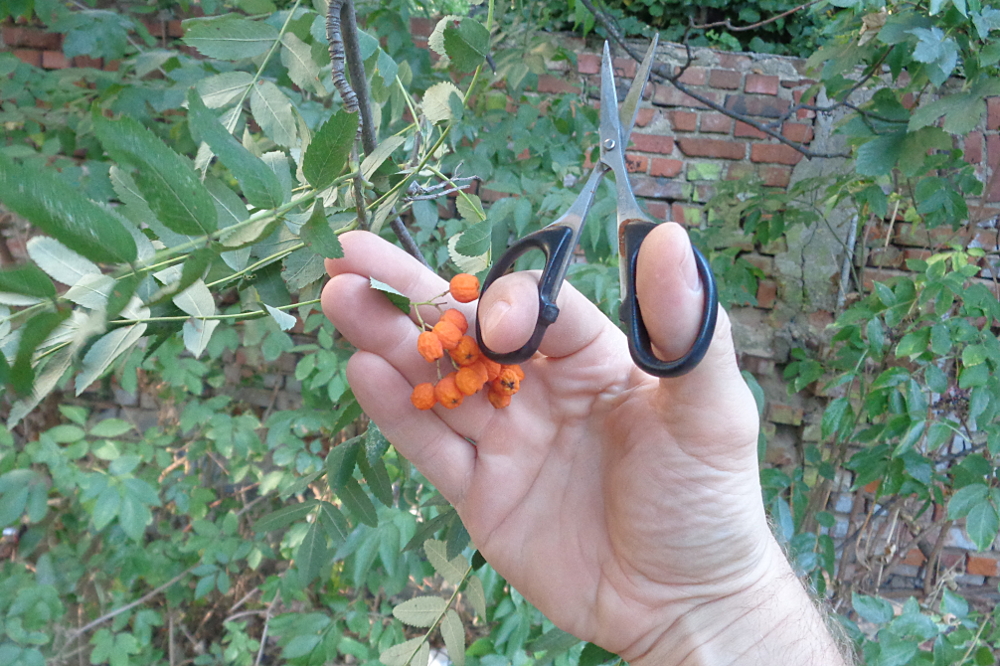 Vogelbeeren ernten