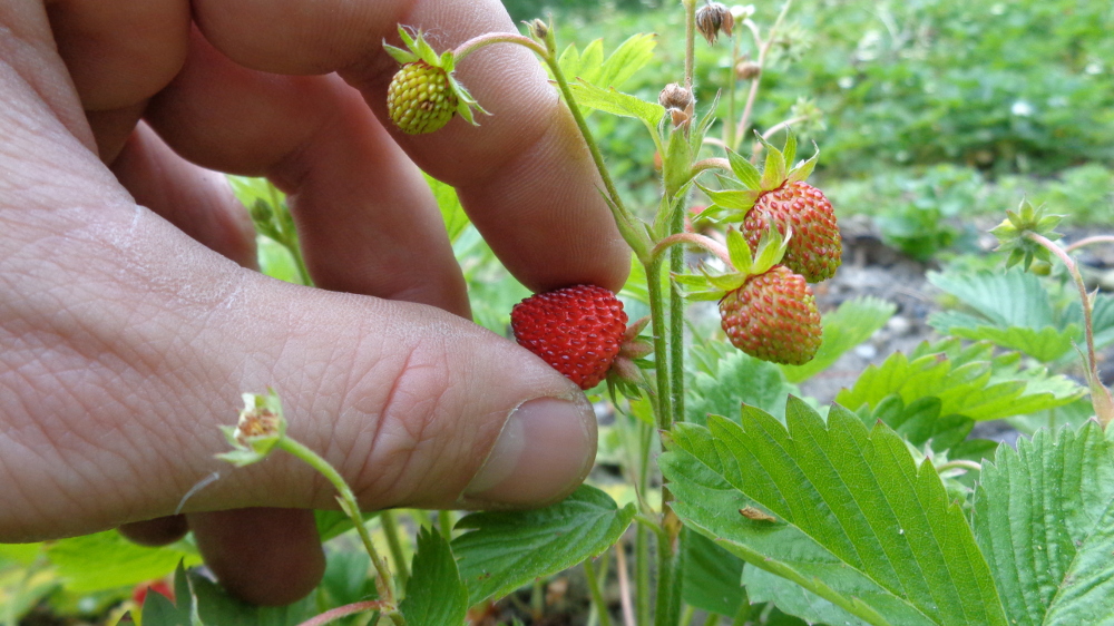 Walderdbeeren pflücken