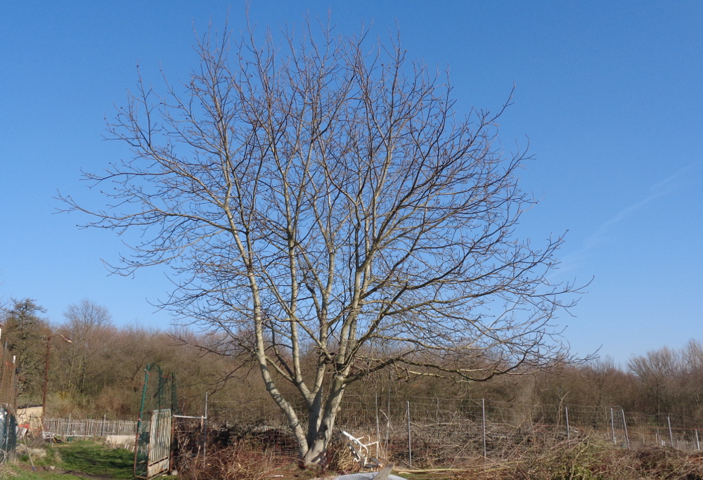 Walnuss bestimmen – Großer Walnussbaum beim Gemüselotto