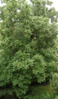 Walnuss bestimmen – Ausgewachsener Baum
