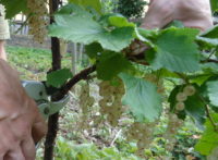 Weiße Johannisbeeren ernten und verarbeiten – Früchtetragenden Seitentrieb abschneiden