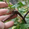 Obstgehölze hegen und pflegen – Weiße Johannisbeere als Spindel im 4. Jahr