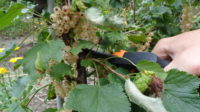 Weiße Johannisbeeren ernten und verarbeiten – Früchtetragenden Seitentrieb abschneiden
