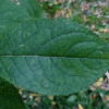 Obstgehölze bestimmen – Wildpflaumen