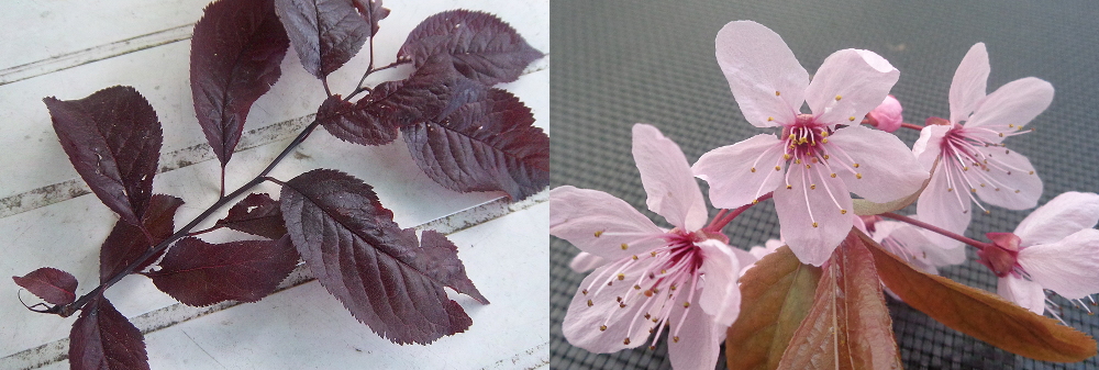 Wildpflaumen bestimmen – Blätter und Blüten der Blutpflaume
