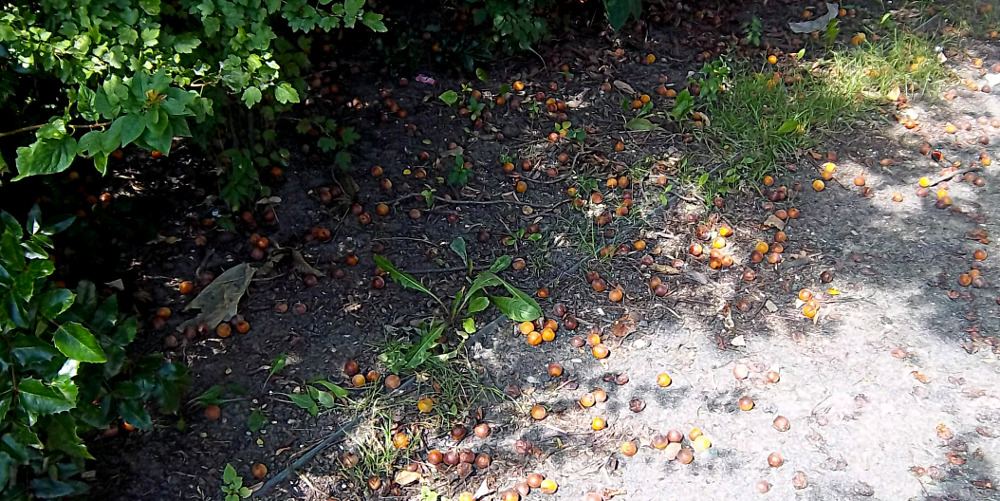 Wildpflaumen bestimmen – Früchte auf dem Boden