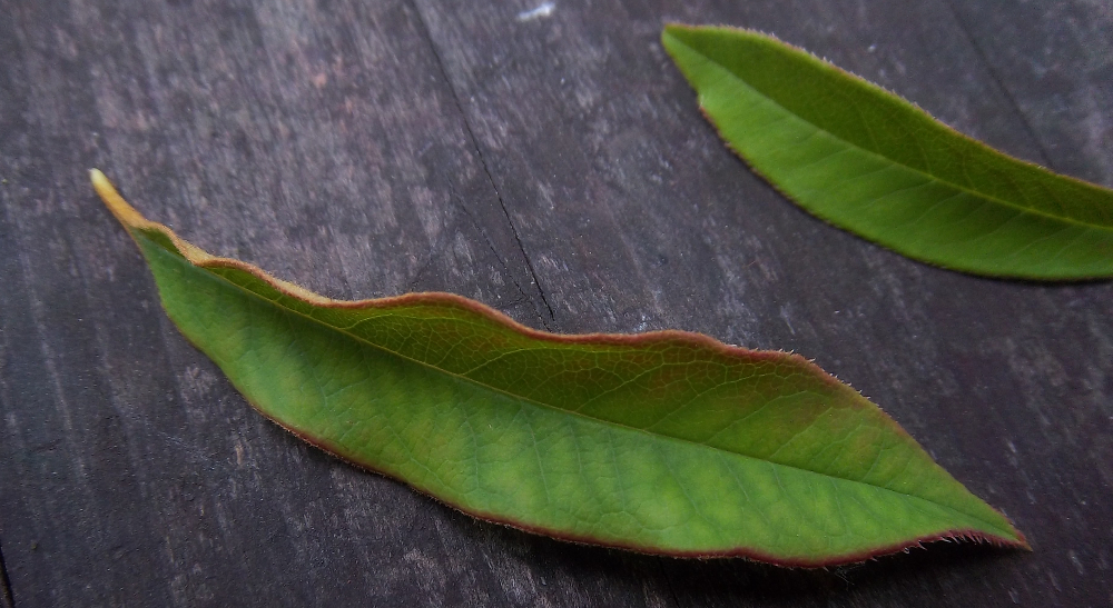 Zierquitte bestimmen – Blätter von Cathayensis