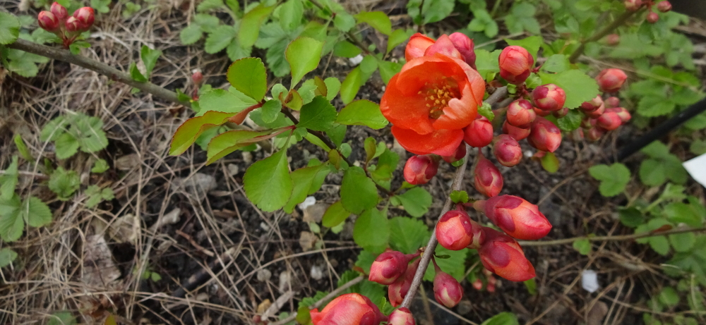 Zierquitte bestimmen – Halb geöffnete Blüte