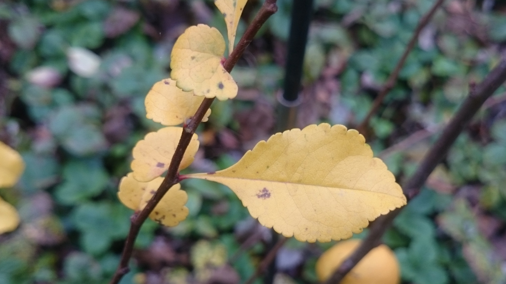 Zierquitte bestimmen – Herbstfärbung