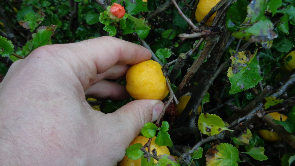 Zierquitte bestimmen – Reife Frucht ernten