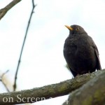 amsel