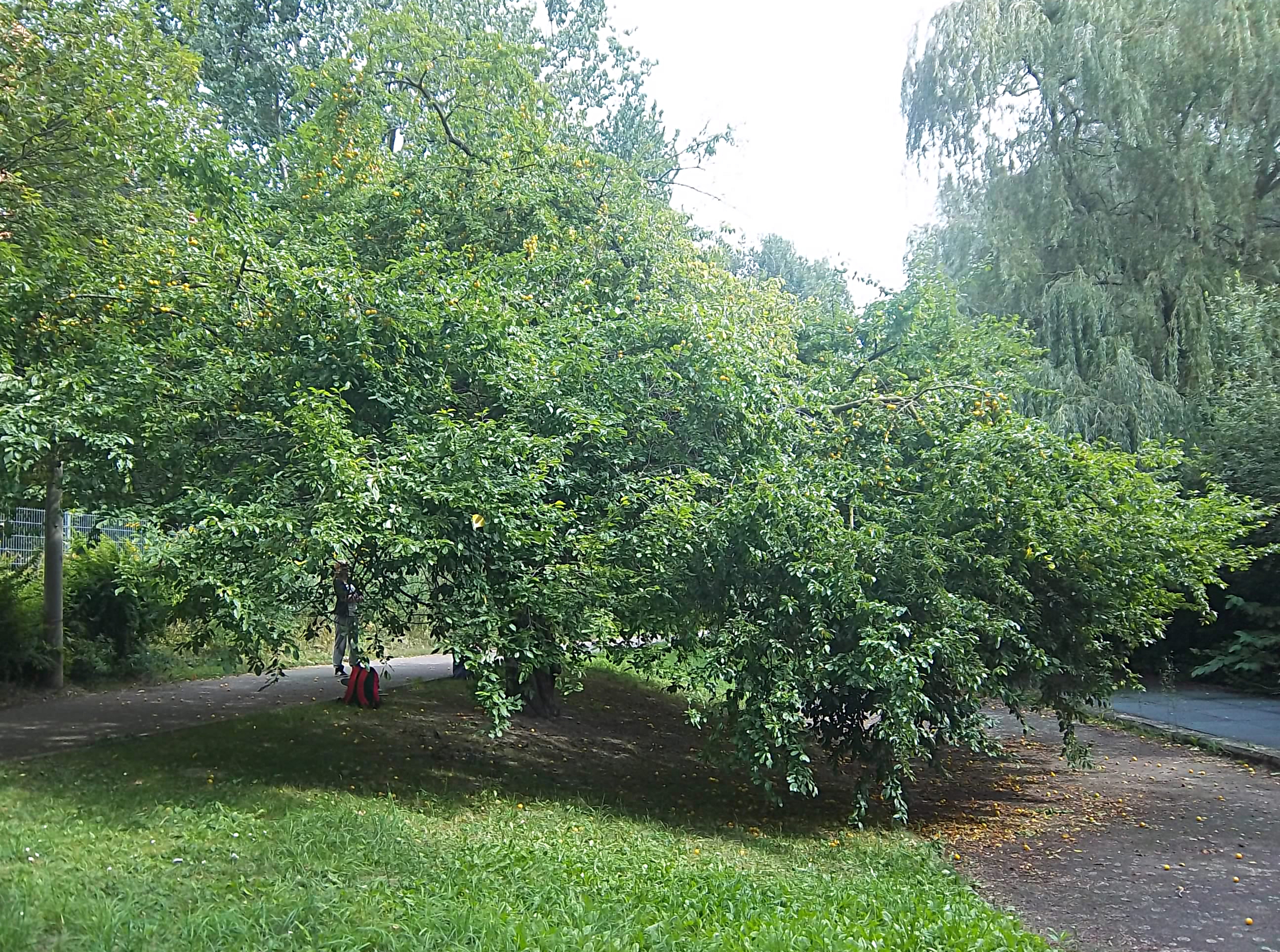 Mirabelle am Silbersee