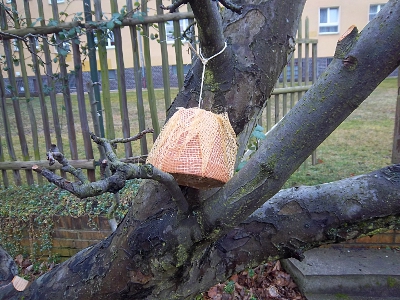 Ohrenkneiferwohnung im Apfelbaum